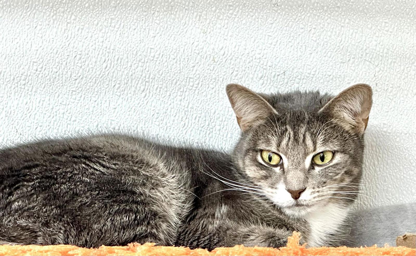 Vicky, Adoptable, Young Female Domestic Short Hair.