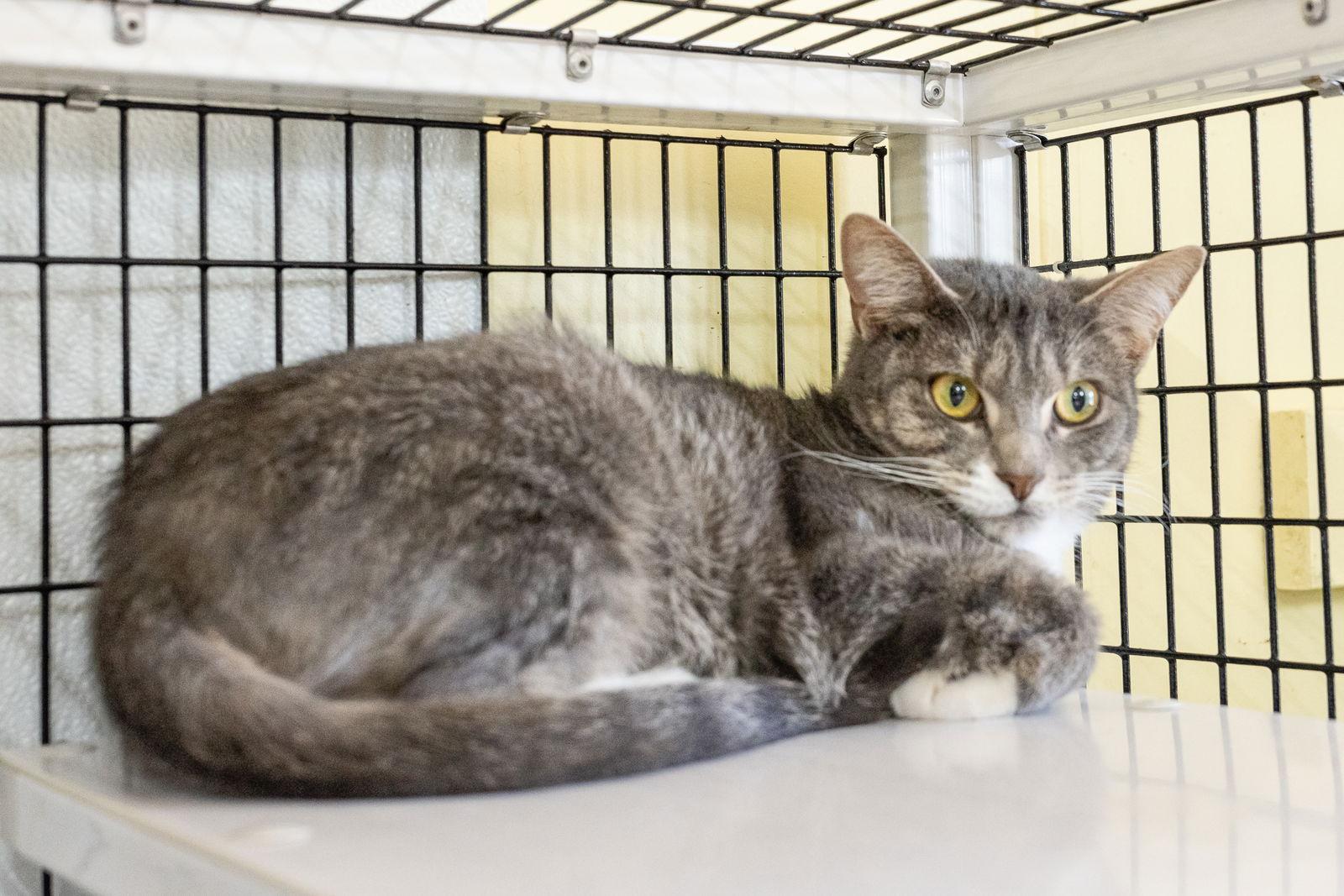 Enlarge Vicky, a Adoptable Domestic Short Hair in Winton, NC image 1/3