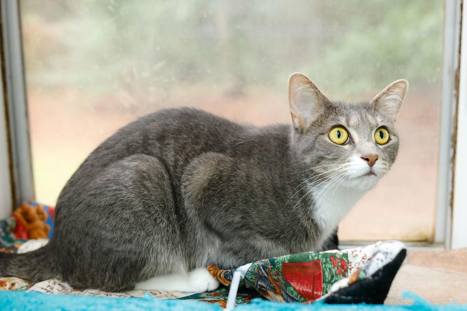 Enlarge Vicky, a Adoptable Domestic Short Hair in Winton, NC image 2/3