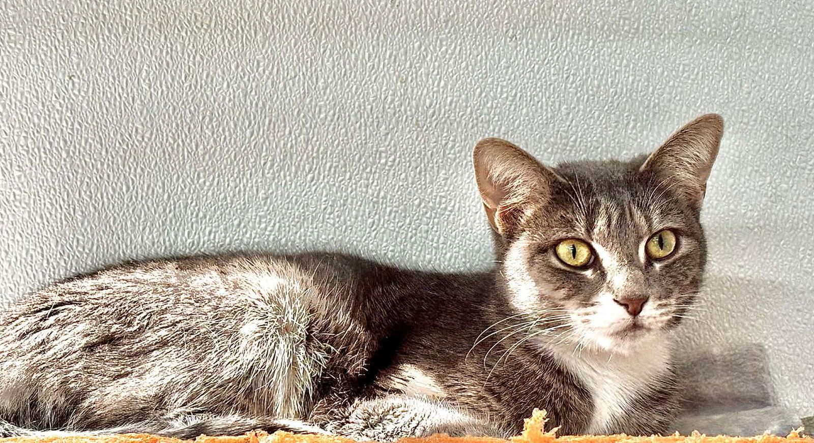 Vicky, a Adoptable Domestic Short Hair in Winton, NC image 3/3