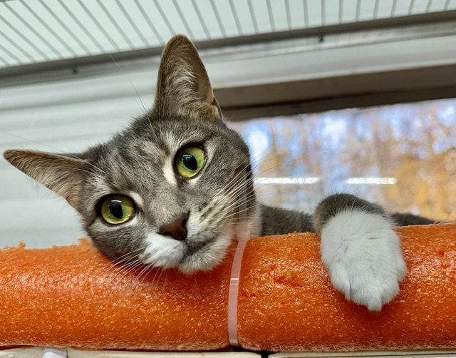 Enlarge Vicky, a Adoptable Domestic Short Hair in Winton, NC image 3/3
