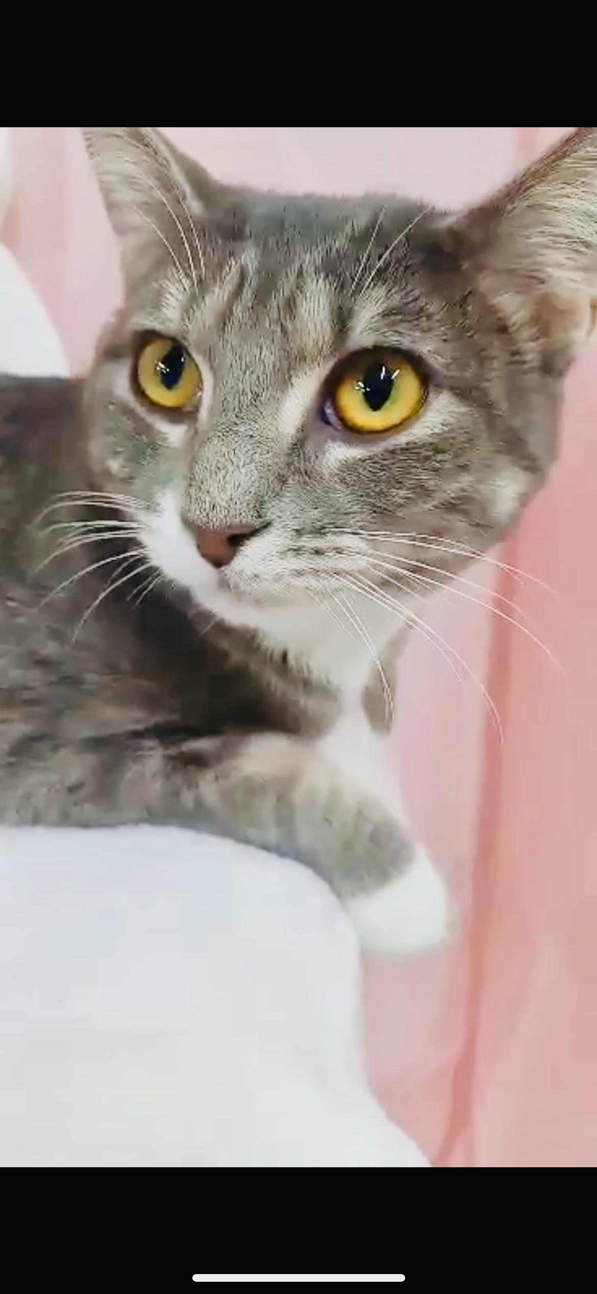 Enlarge Vicky, a Adoptable Domestic Short Hair in Winton, NC image 3/3