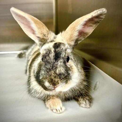 Enlarge Baby- 51988, a ADOPTABLE Harlequin in Columbia, MD image 2/3
