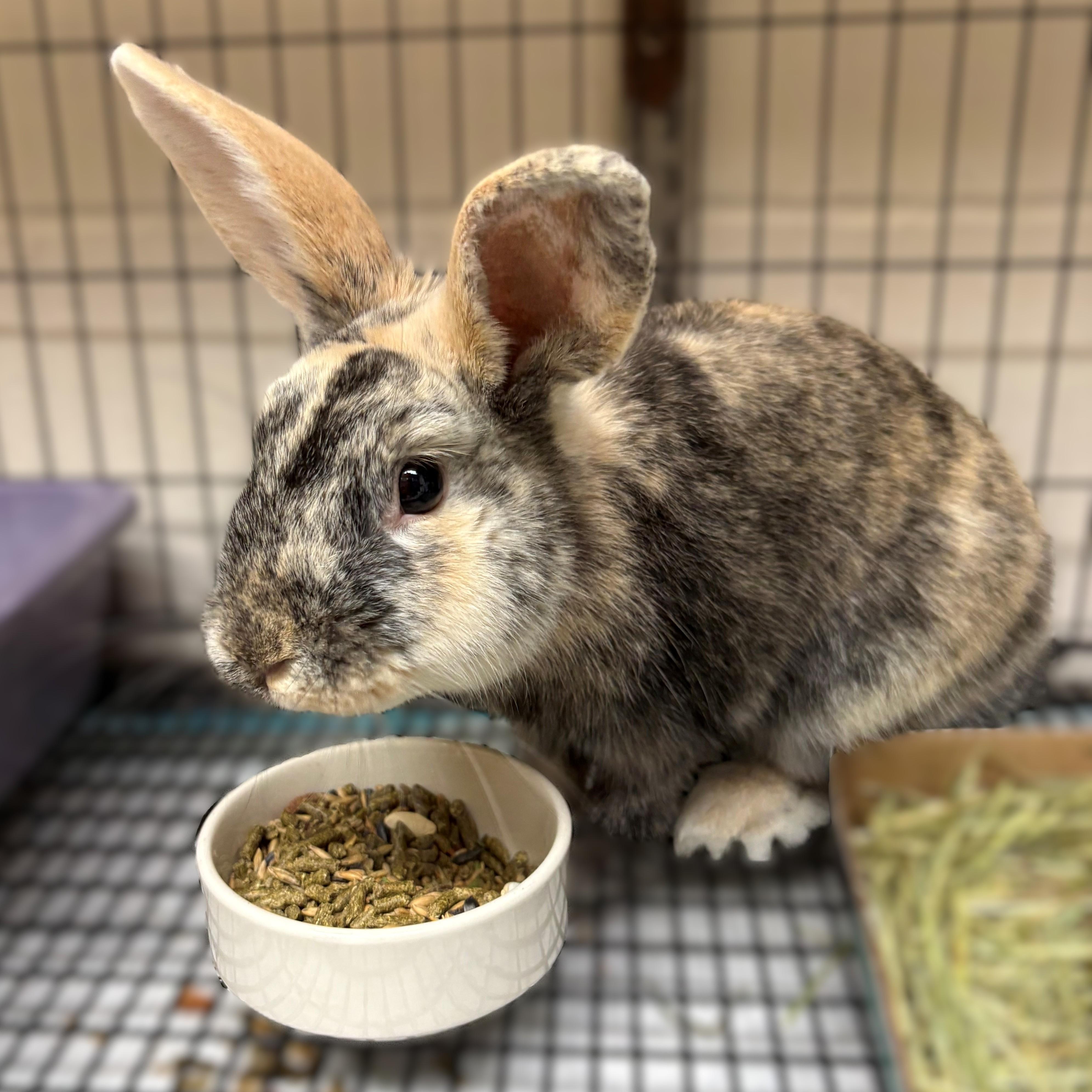 Enlarge Baby- 51988, a ADOPTABLE Harlequin in Columbia, MD image 3/3