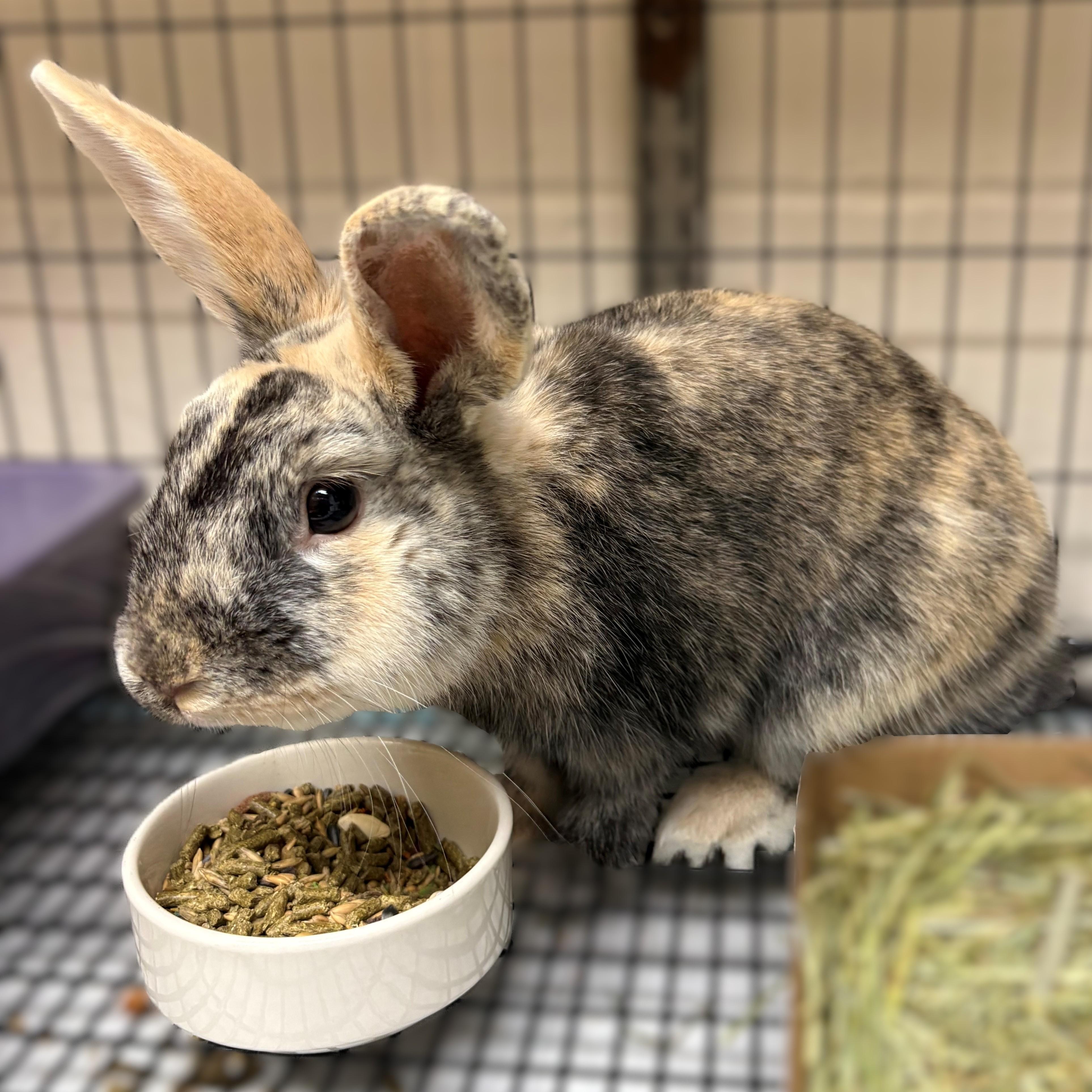 Baby- 51988, ADOPTABLE, Adult Male Harlequin.