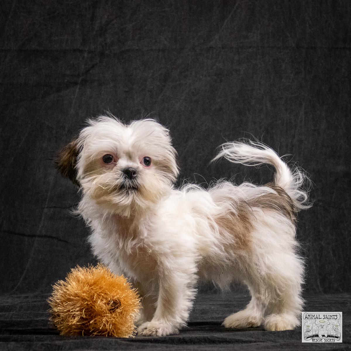 Enlarge Alexandra Meg, a ADOPTABLE mixed breed in Fort Montgomery, NY image 1/6