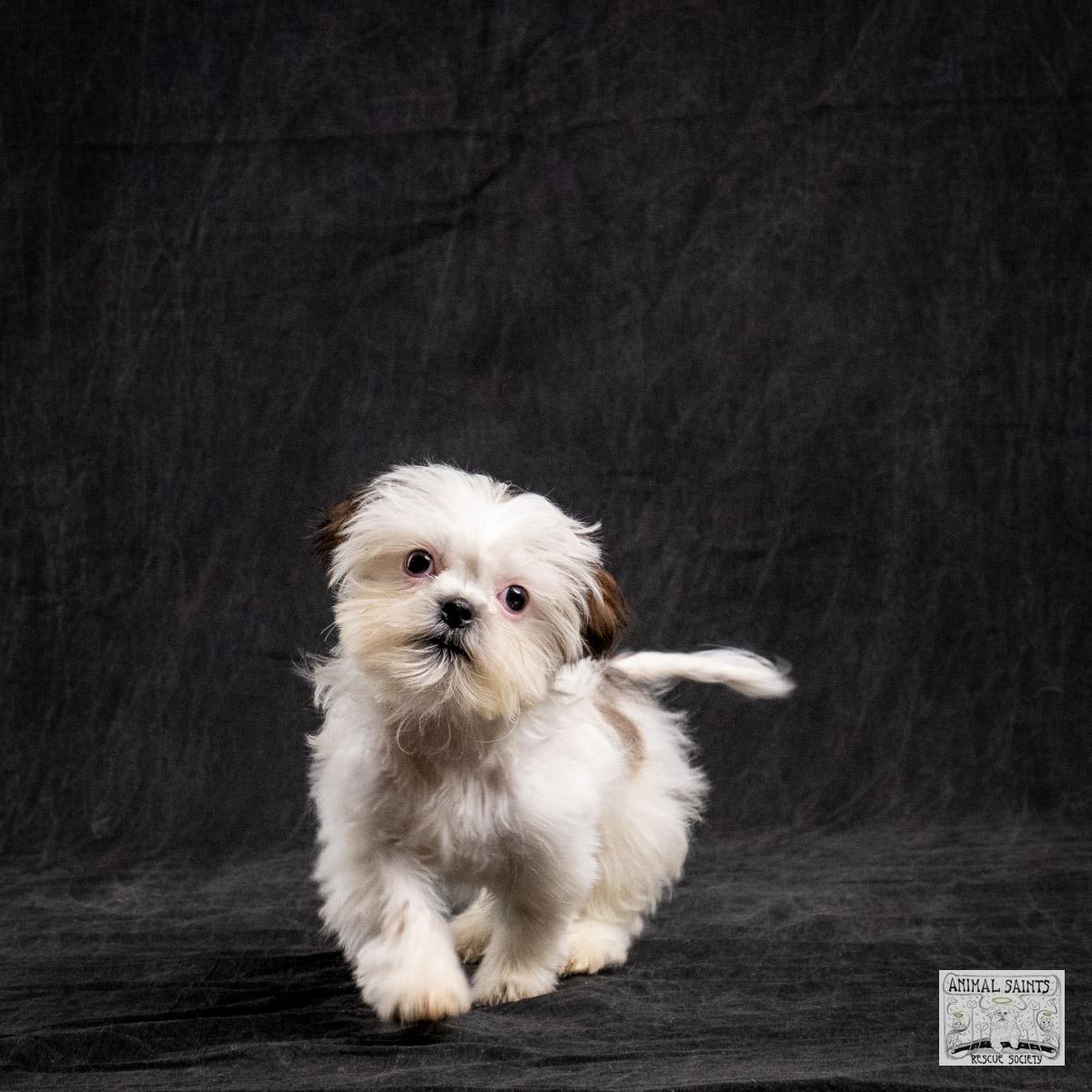 Enlarge Alexandra Meg, a ADOPTABLE mixed breed in Fort Montgomery, NY image 2/6