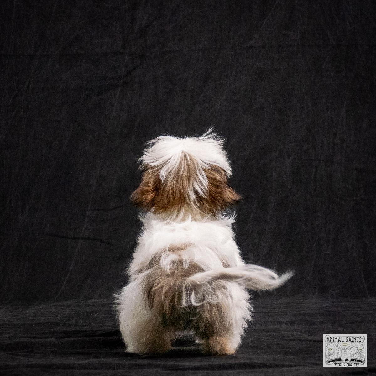 Enlarge Alexandra Meg, a ADOPTABLE mixed breed in Fort Montgomery, NY image 3/6