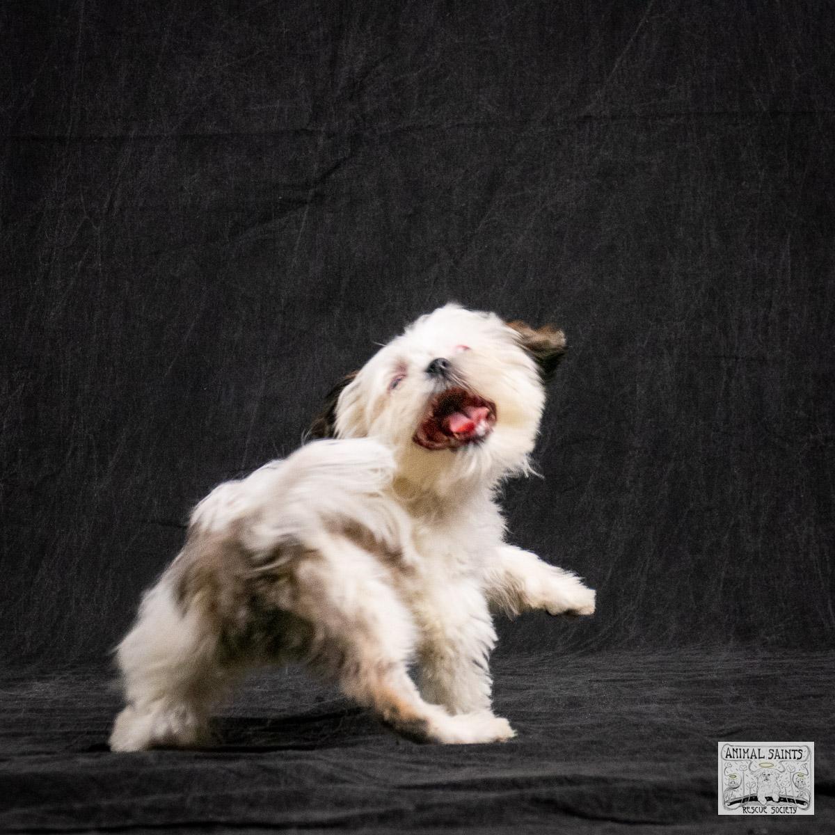 Enlarge Alexandra Meg, a ADOPTABLE mixed breed in Fort Montgomery, NY image 4/6