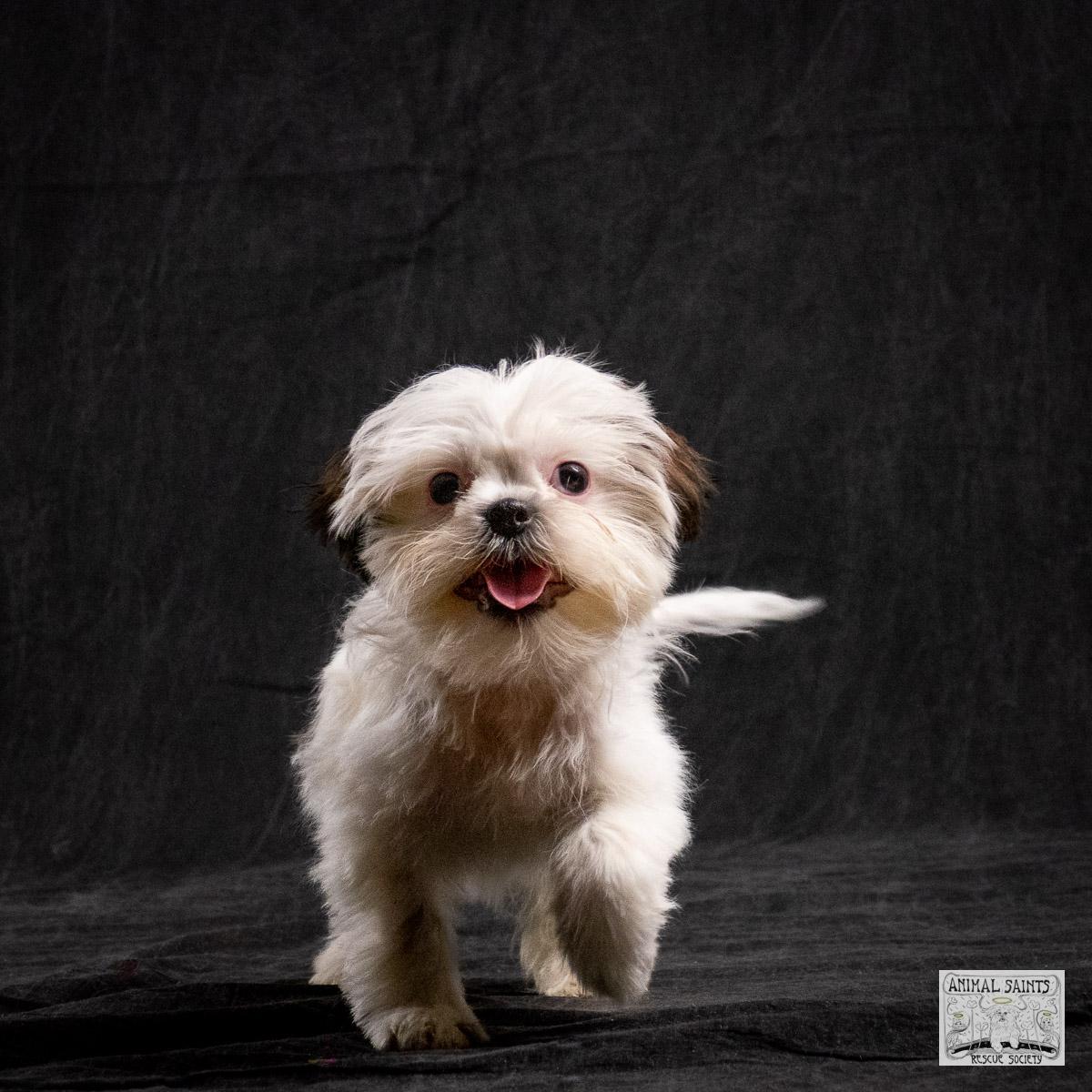 Enlarge Alexandra Meg, a ADOPTABLE mixed breed in Fort Montgomery, NY image 5/6