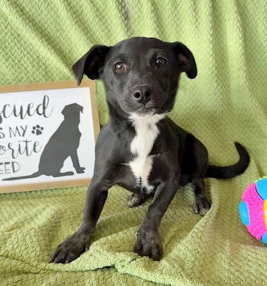 Enlarge **NEWT**, a Adoptable mixed breed in North Prairie, WI image 1/2