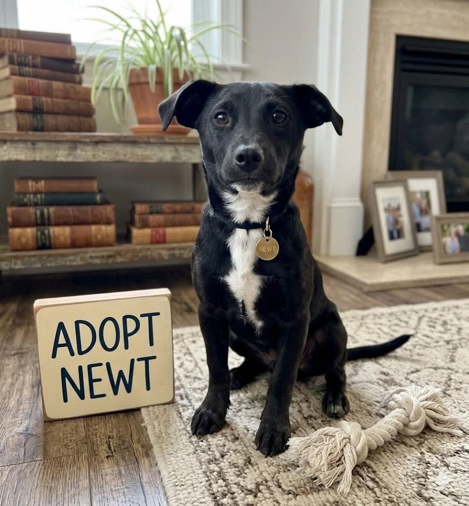 Enlarge **NEWT**, a Adoptable mixed breed in North Prairie, WI image 2/2