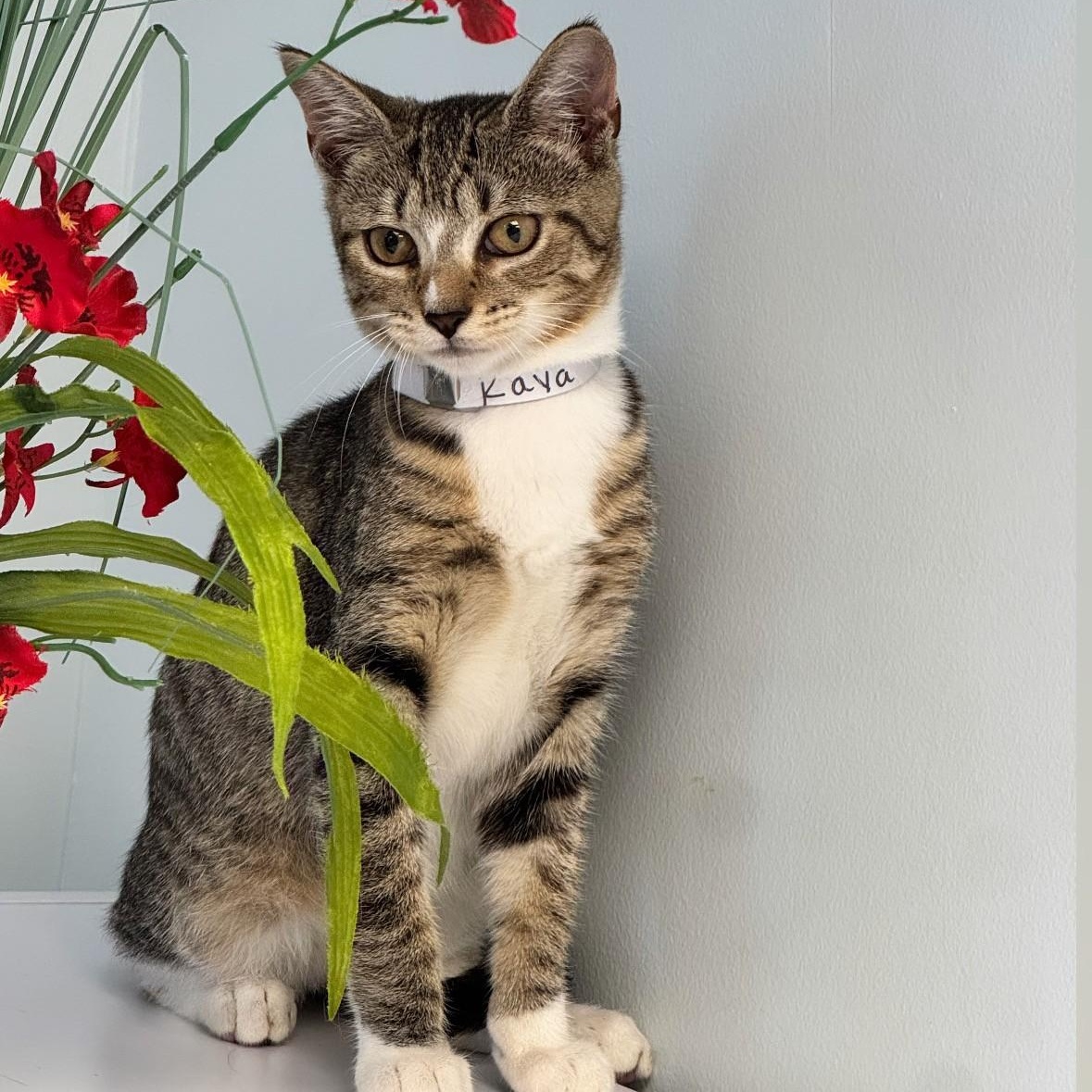 Enlarge Raya, an adopted Domestic Short Hair in Syosset, NY image 1/1
