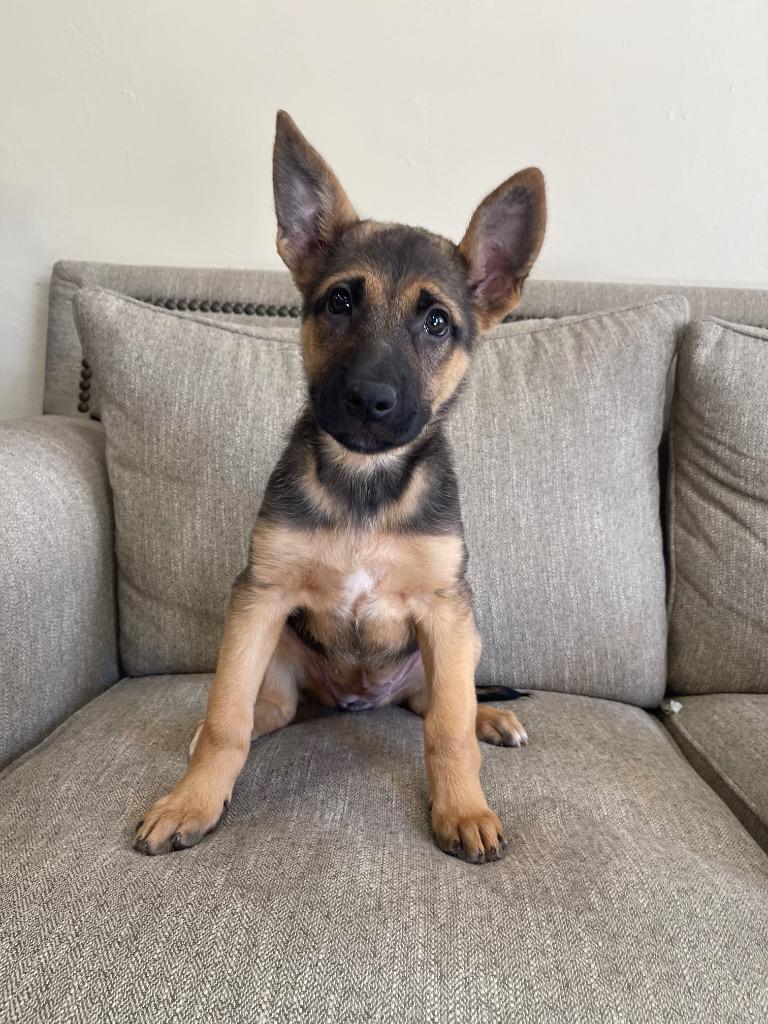 Brilly, Adoptable, Puppy Female Mixed Breed.