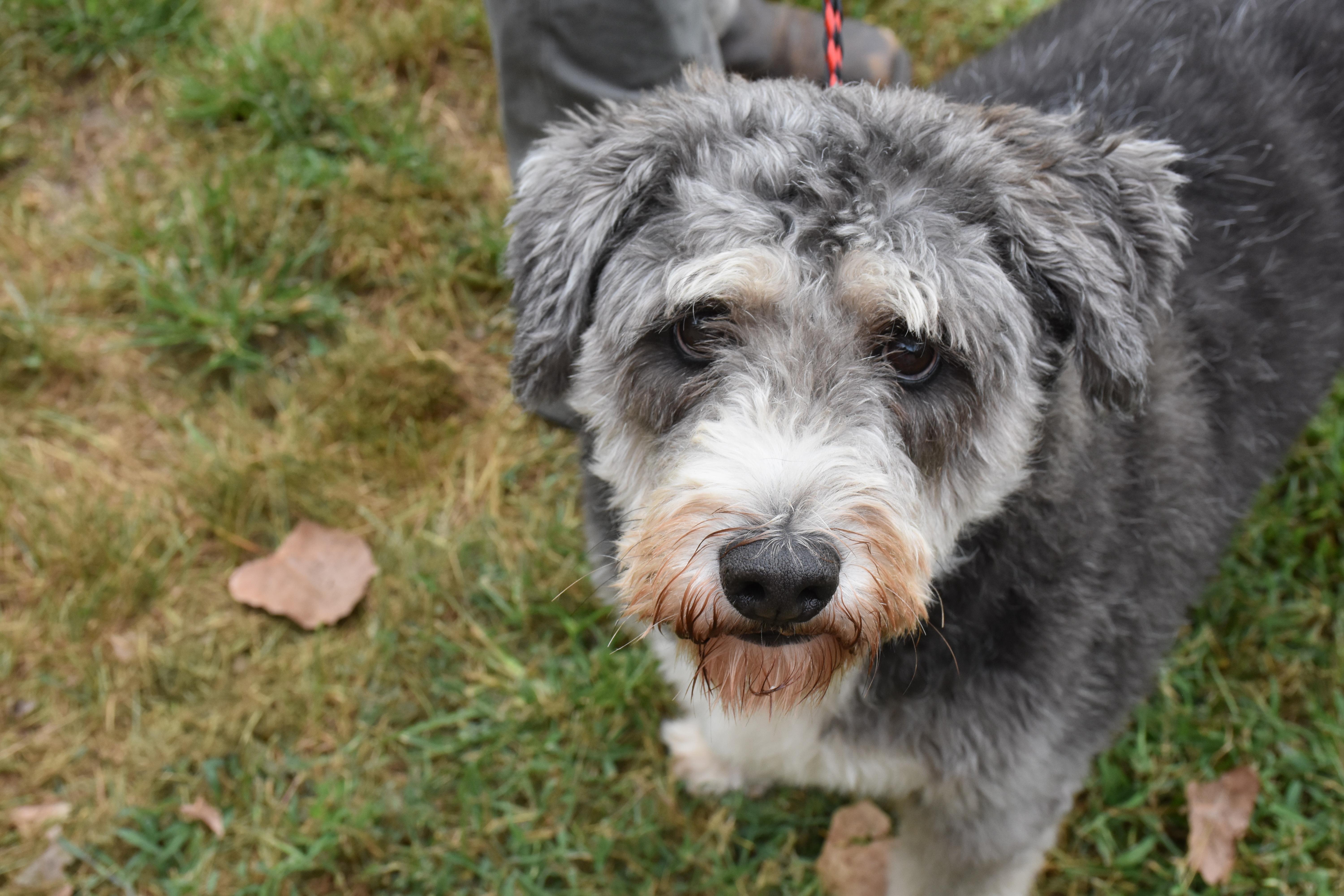 Enlarge Jasper, a Adoptable Bernedoodle in North Judson, IN image 2/2