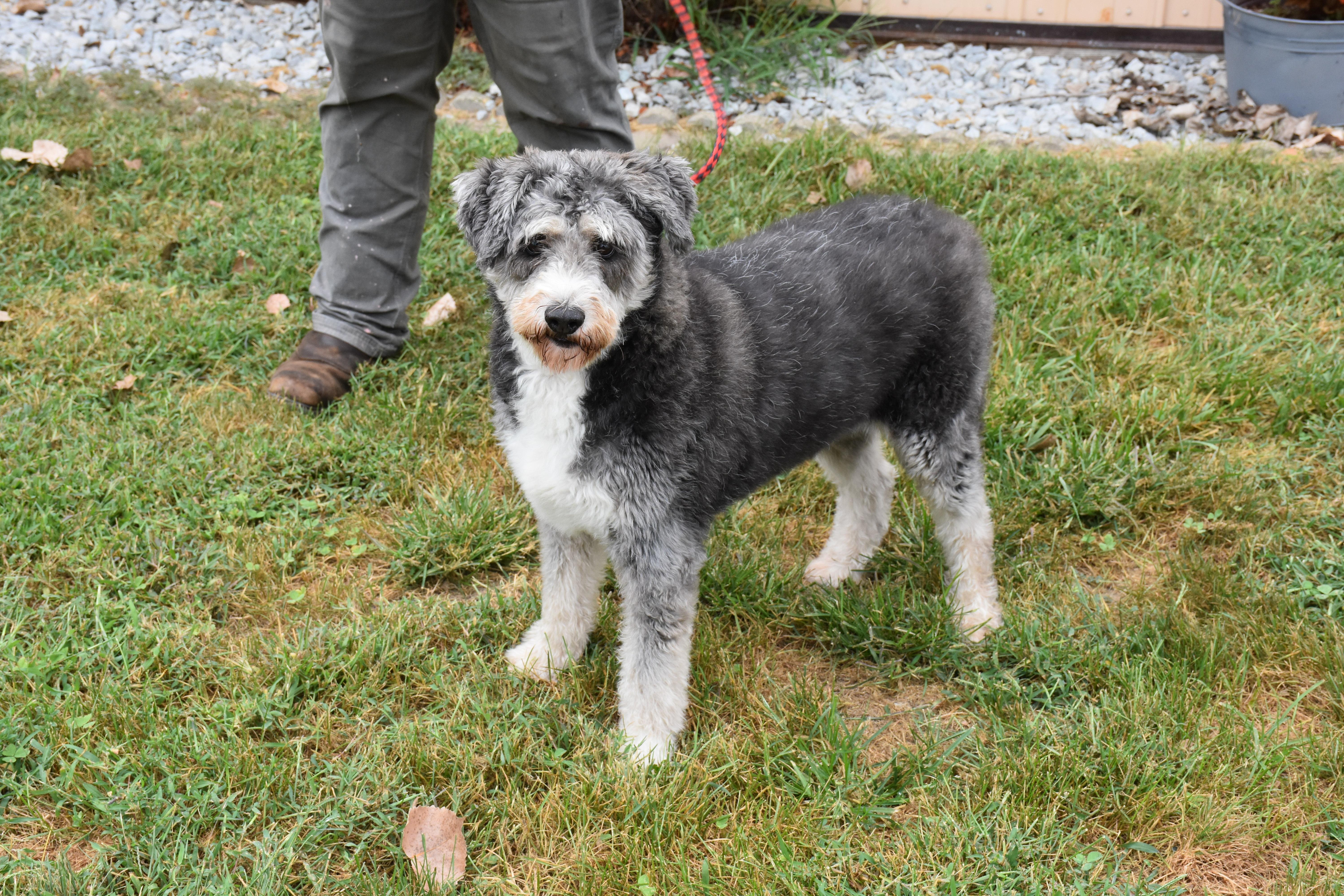 Jasper, Adoptable, Adult Male Bernedoodle.