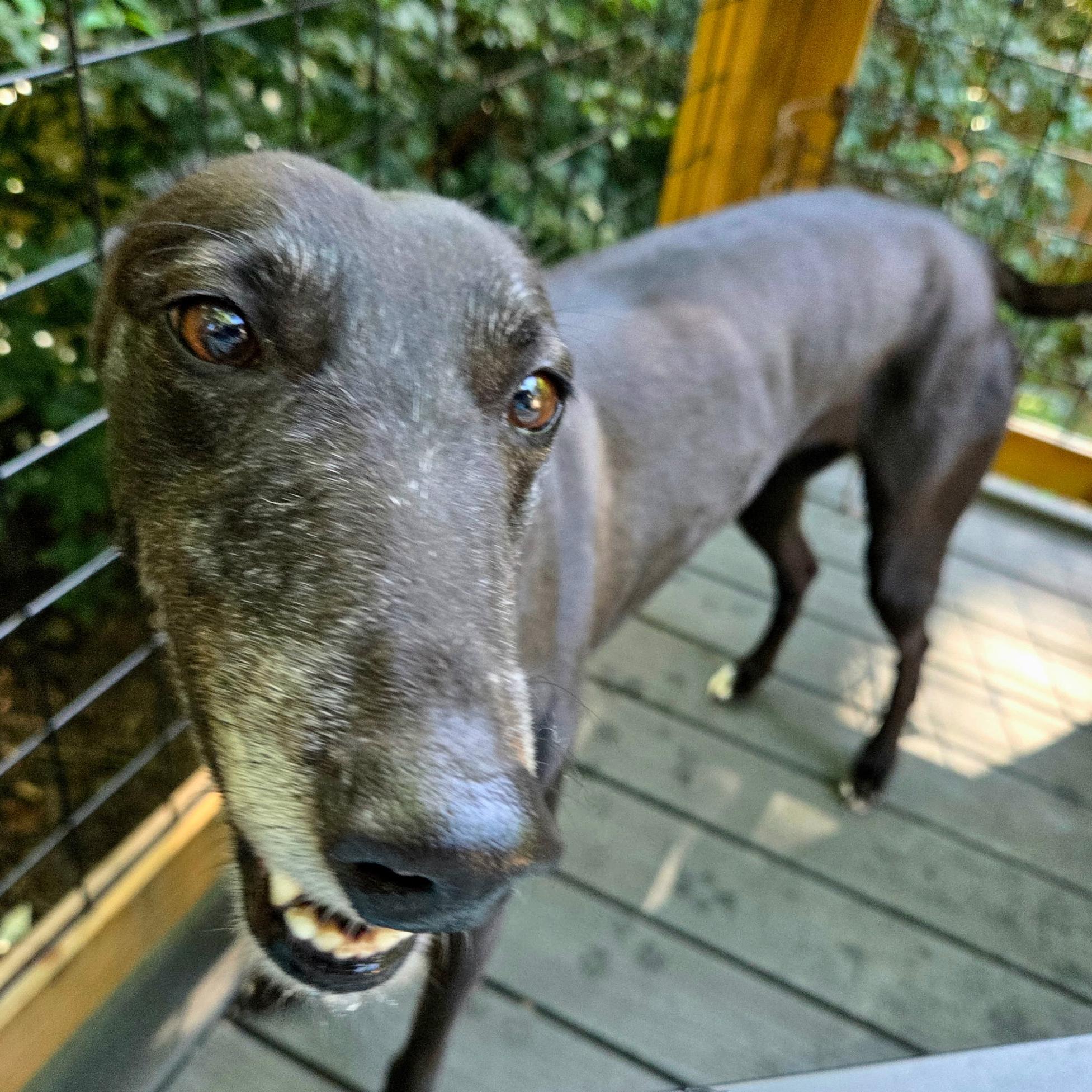 Emily, Adopted, Adult Female Greyhound.