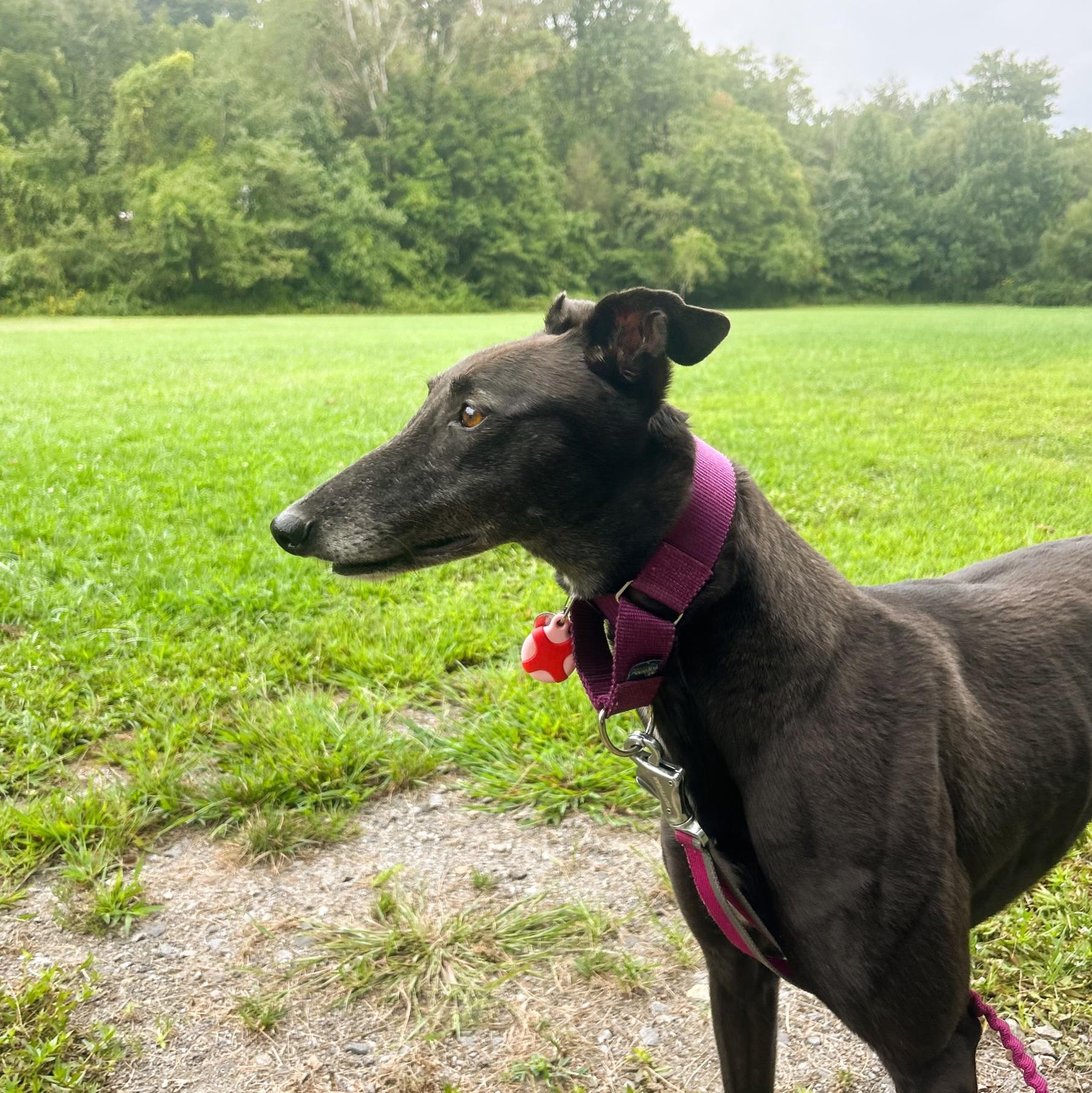 Enlarge Emily, a Adopted Greyhound in Tarpon Springs, FL image 2/6