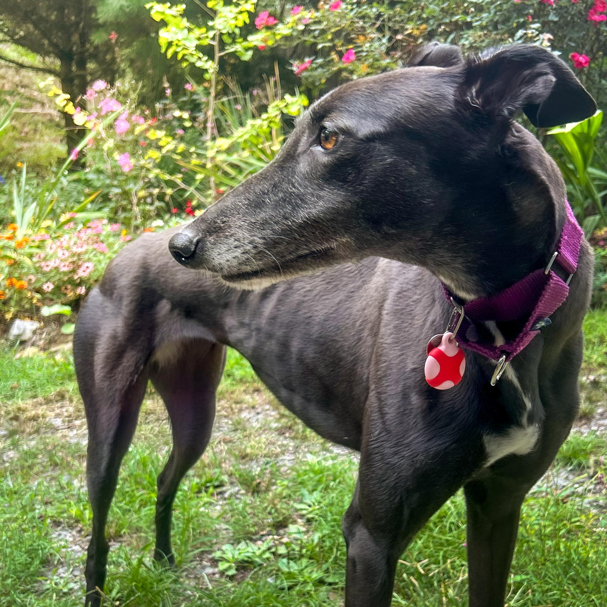 Enlarge Emily, a Adopted Greyhound in Tarpon Springs, FL image 3/6