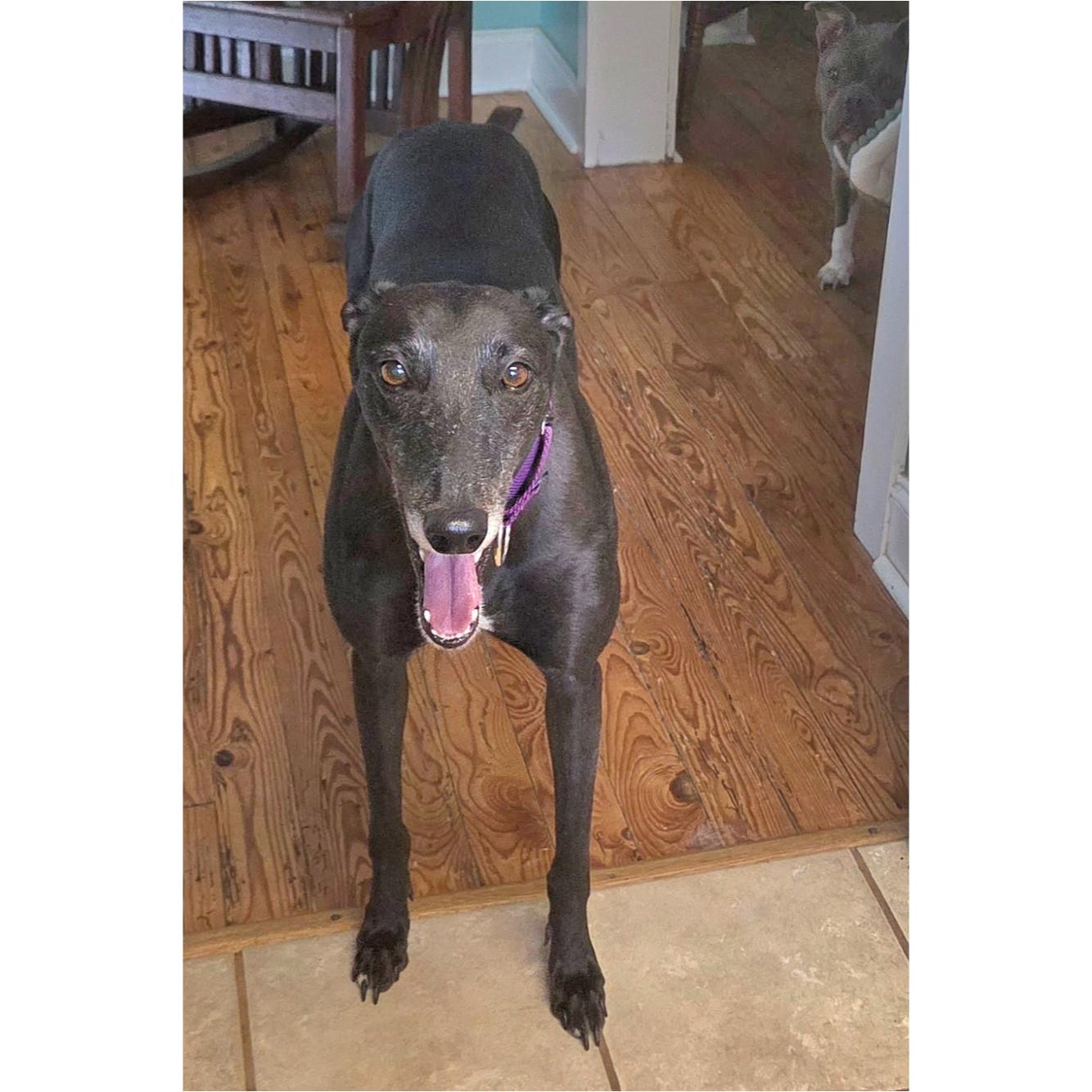 Enlarge Emily, a Adopted Greyhound in Tarpon Springs, FL image 4/6
