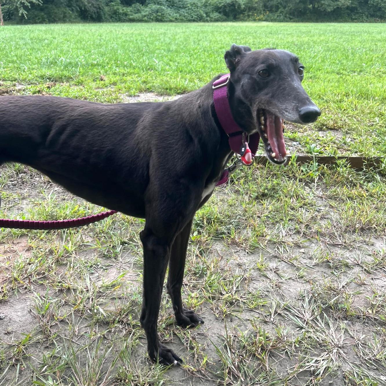 Enlarge Emily, a Adopted Greyhound in Tarpon Springs, FL image 5/6