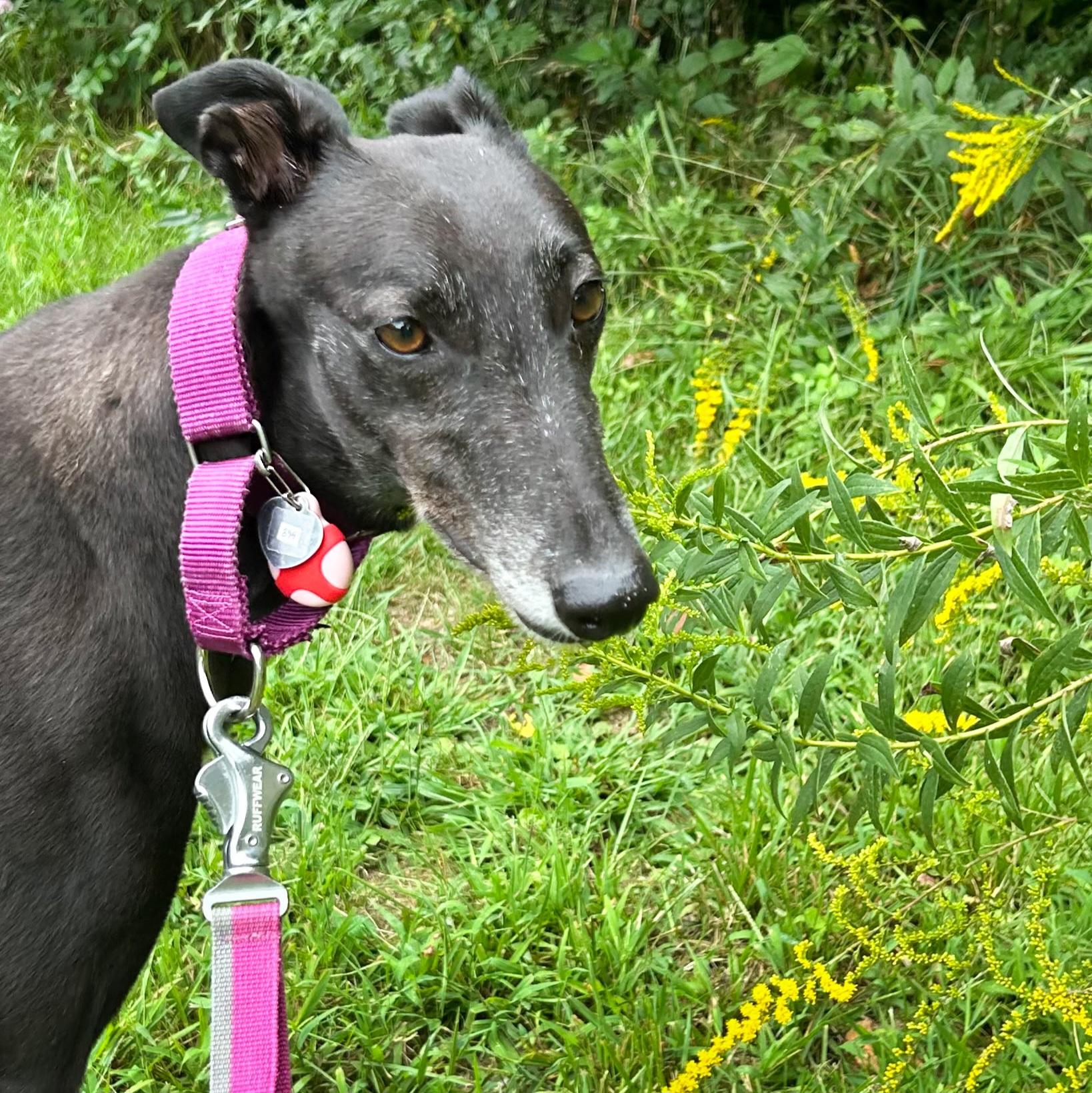 Enlarge Emily, a Adopted Greyhound in Tarpon Springs, FL image 6/6