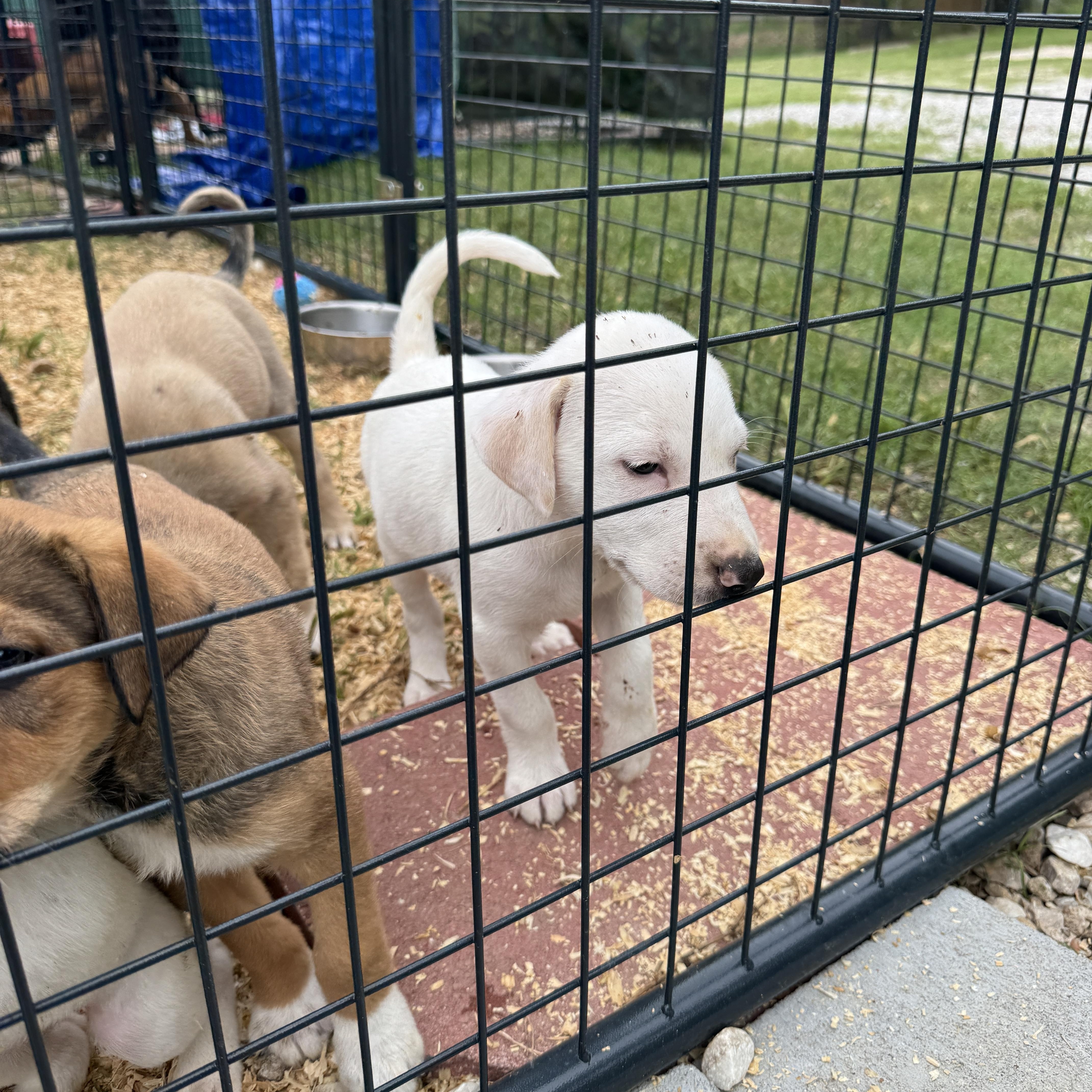 Golden God Theo, adopted, Young Male Labrador Retriever & Yellow Labrador Retriever.