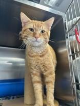 Pikachu, adopted, Young Male Domestic Short Hair.