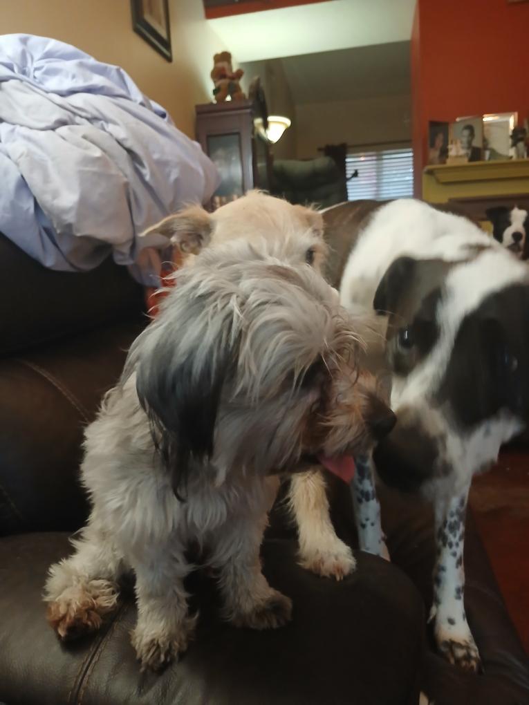 Enlarge Sophia (Lisa-fostered in TN), an adopted mixed breed in Brooklyn, CT image 4/5