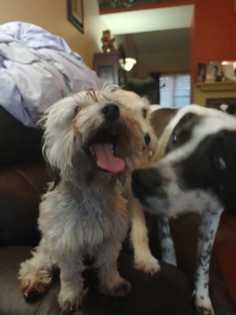 Enlarge Sophia (Lisa-fostered in TN), an adopted mixed breed in Brooklyn, CT image 5/5