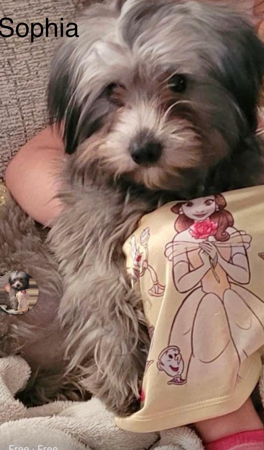 Enlarge Sophia (Lisa-fostered in TN), an adopted mixed breed in Brooklyn, CT image 1/5