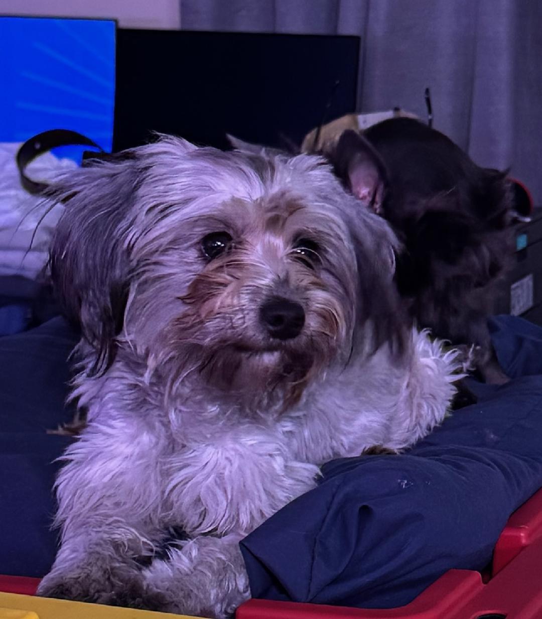 Enlarge Sophia (Lisa-fostered in TN), an adopted mixed breed in Brooklyn, CT image 3/5