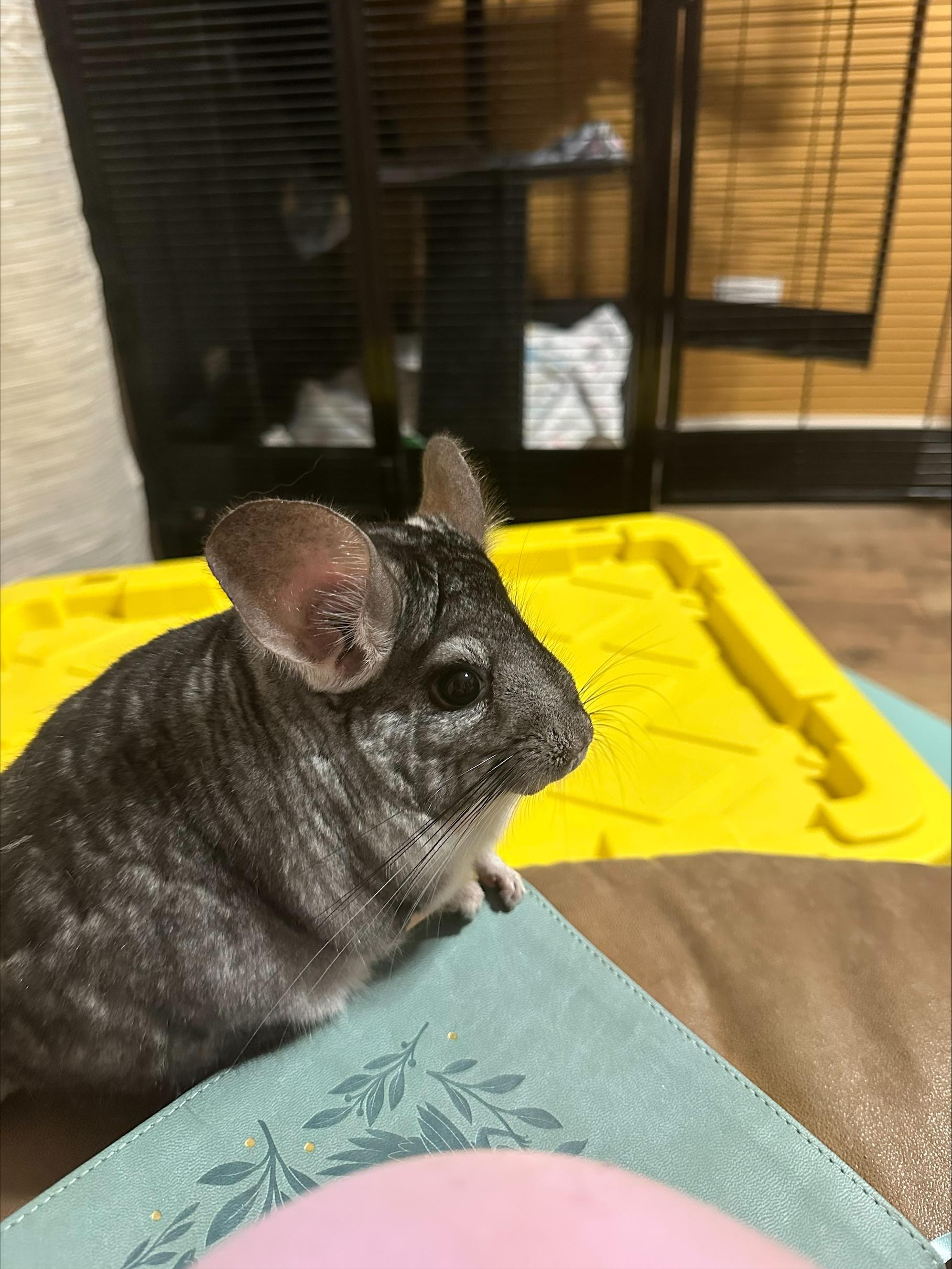 Enlarge Milo, an adopted Chinchilla in Seneca, SC image 1/1