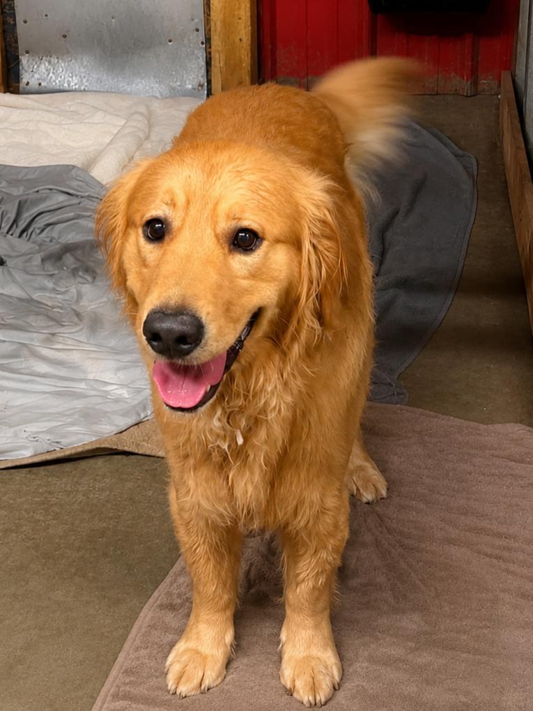 CARTER 425, an adopted mixed breed in Milwaukee, WI image 2/3