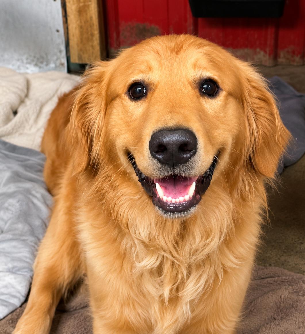 CARTER 425, an adopted mixed breed in Milwaukee, WI image 3/3