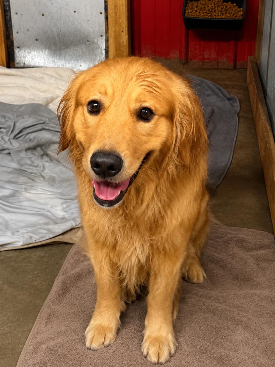 CARTER 425, adopted, Young Male Golden Retriever.