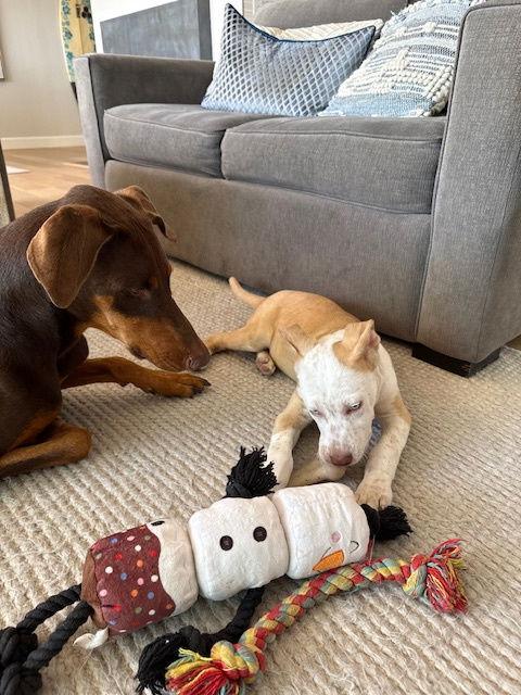 Enlarge Rocky, a Adopted Australian Cattle Dog / Blue Heeler in San Juan Capistrano, CA image 1/3