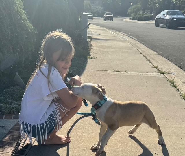 Enlarge Rocky, a Adopted Australian Cattle Dog / Blue Heeler in San Juan Capistrano, CA image 2/3