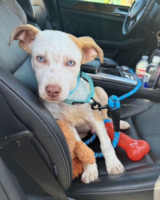 Enlarge Rocky, a Adopted Australian Cattle Dog / Blue Heeler in San Juan Capistrano, CA image 3/3