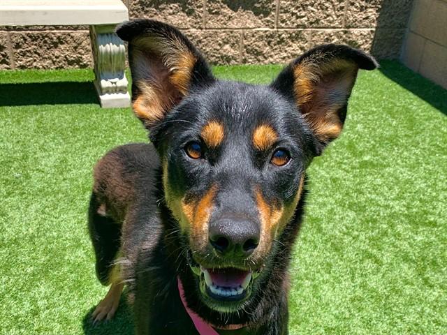 Enlarge DOLLY, a Adoptable mixed breed in Moreno Valley, CA image 1/1