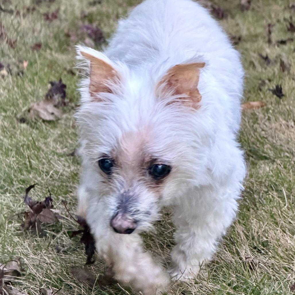 Enlarge Ollie 11-2116, a Adoptable mixed breed in Tyrone, GA image 2/2