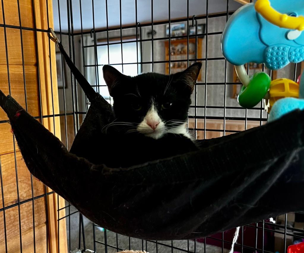 Roland, Adoptable, Young Male American Shorthair.