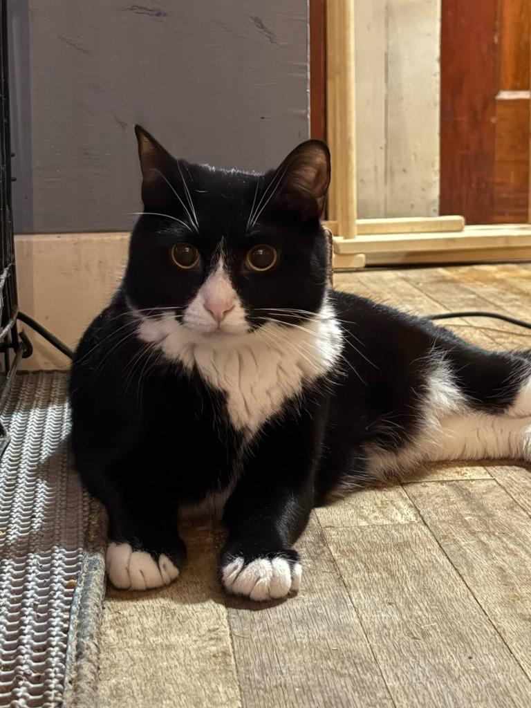 Roland, Adoptable, Young Male American Shorthair.