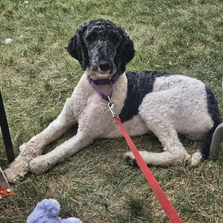 Rain, Adopted, Young Female Standard Poodle & Poodle.