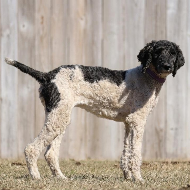 Enlarge Rain, a Adopted mixed breed in Watertown, SD image 4/5