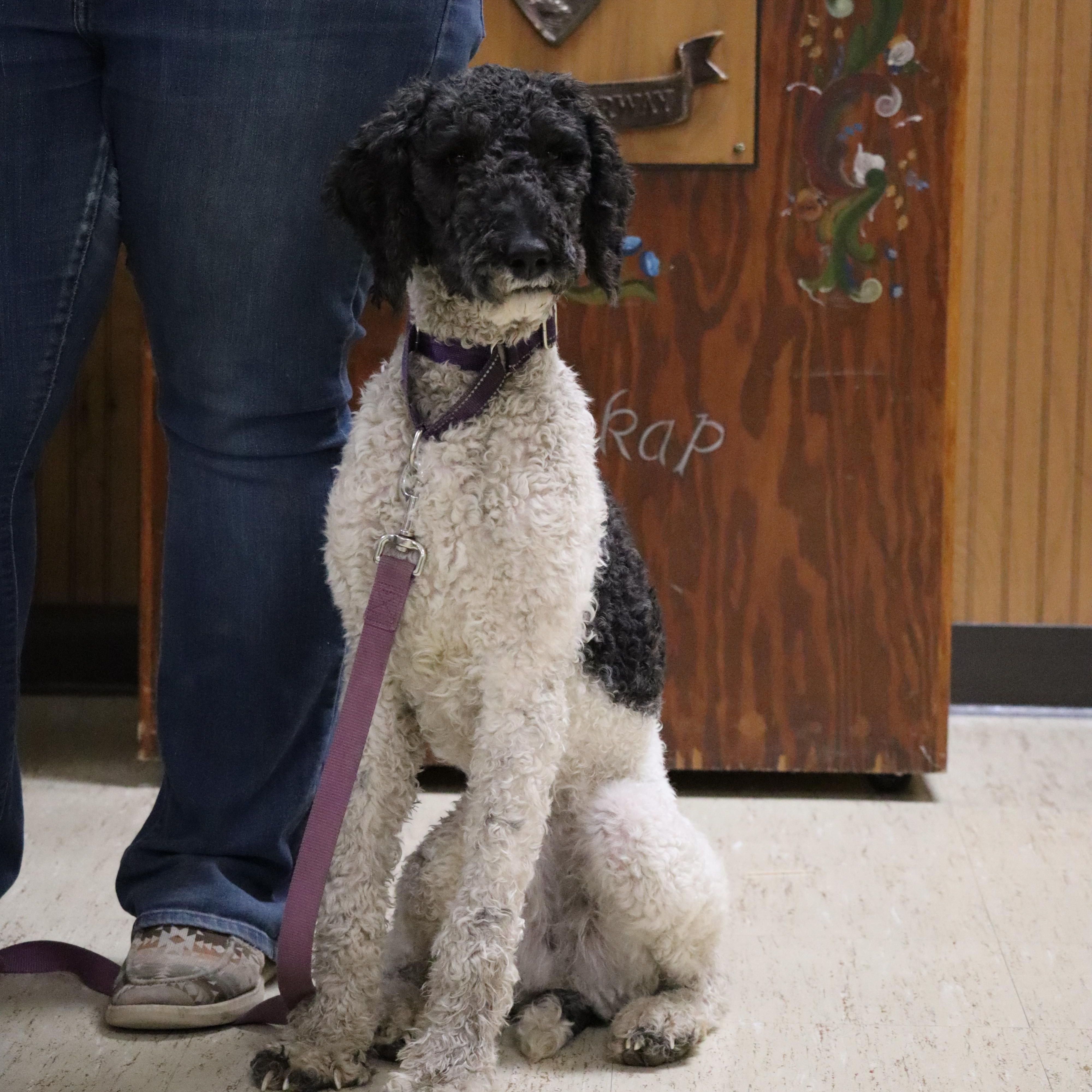 Enlarge Rain, a Adopted mixed breed in Watertown, SD image 3/5