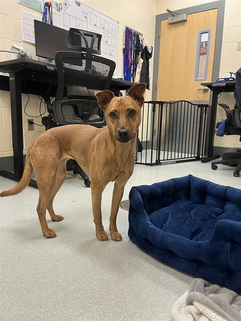 RED, Adoptable, Adult Female Carolina Dog.