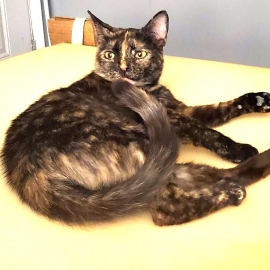 Butterscotch, Adoptable, Young Female Domestic Short Hair.