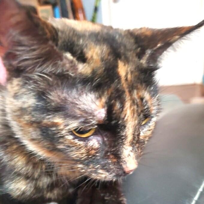 Enlarge Butterscotch, a Adoptable Domestic Short Hair in Charlotte, NC image 2/3