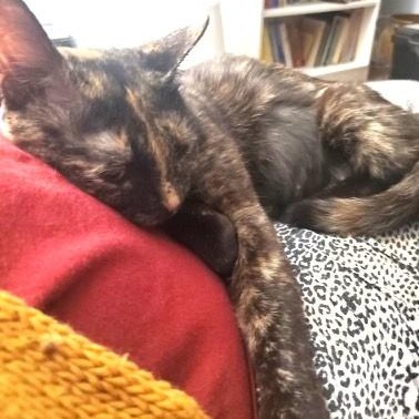 Enlarge Butterscotch, a Adoptable Domestic Short Hair in Charlotte, NC image 3/3